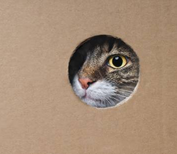 curiosity